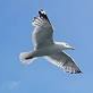 Gaivota Comunicação